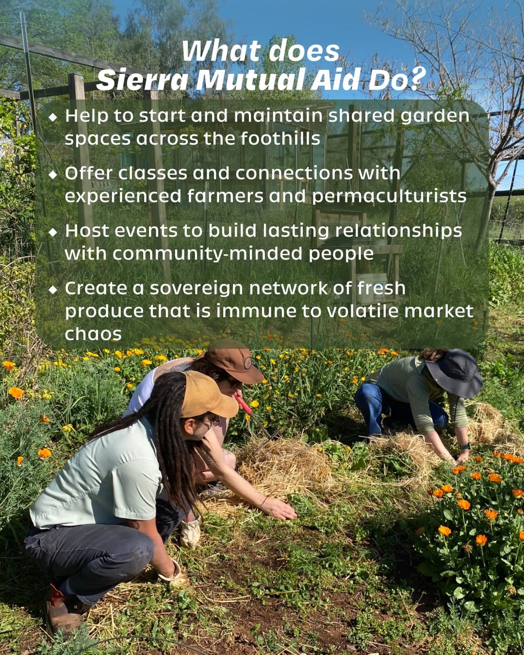 What does Sierra Mutual Aid do slide listing shared gardens, classes, events, and fresh produce resilience.